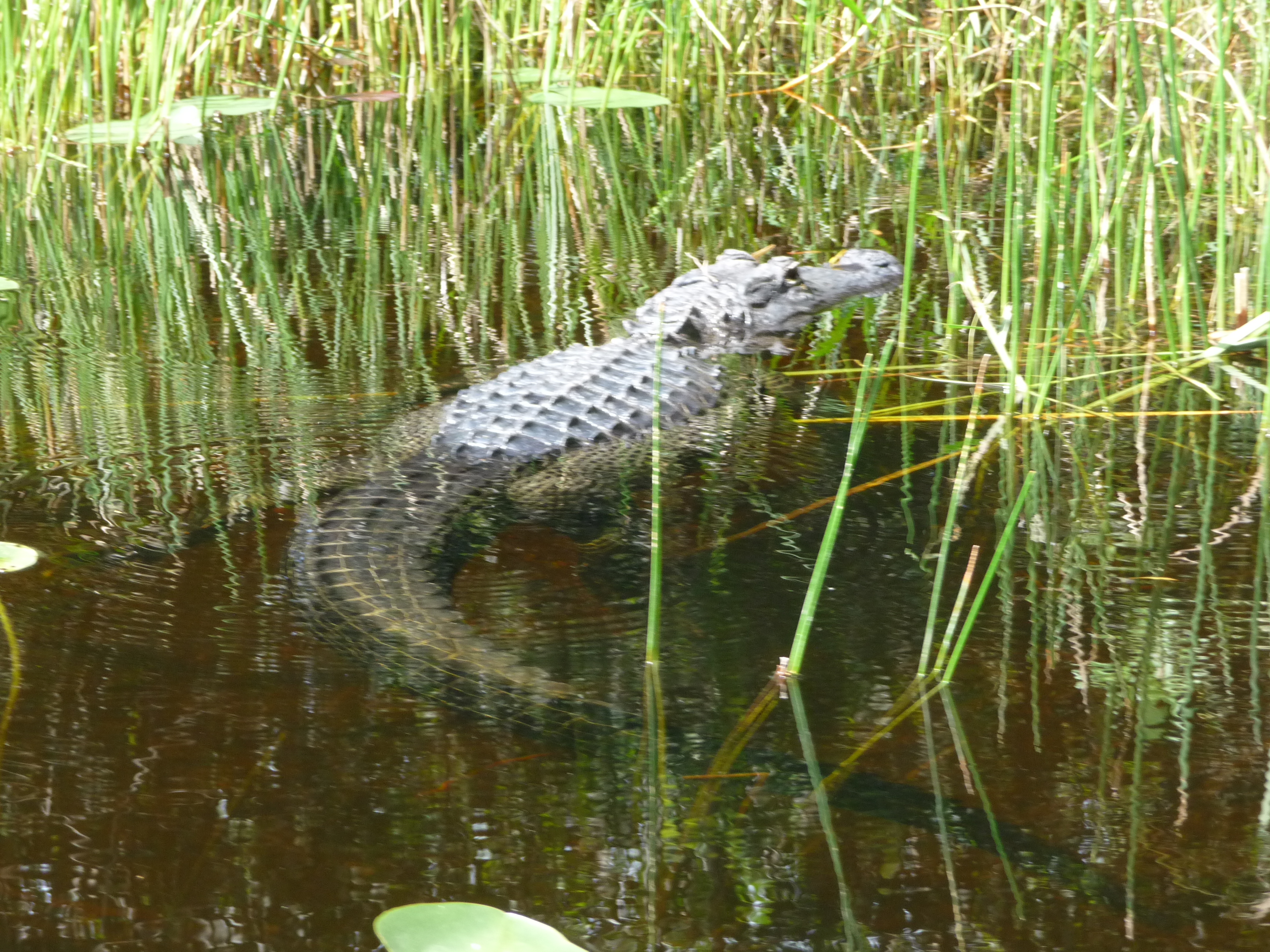alligator everglades usa