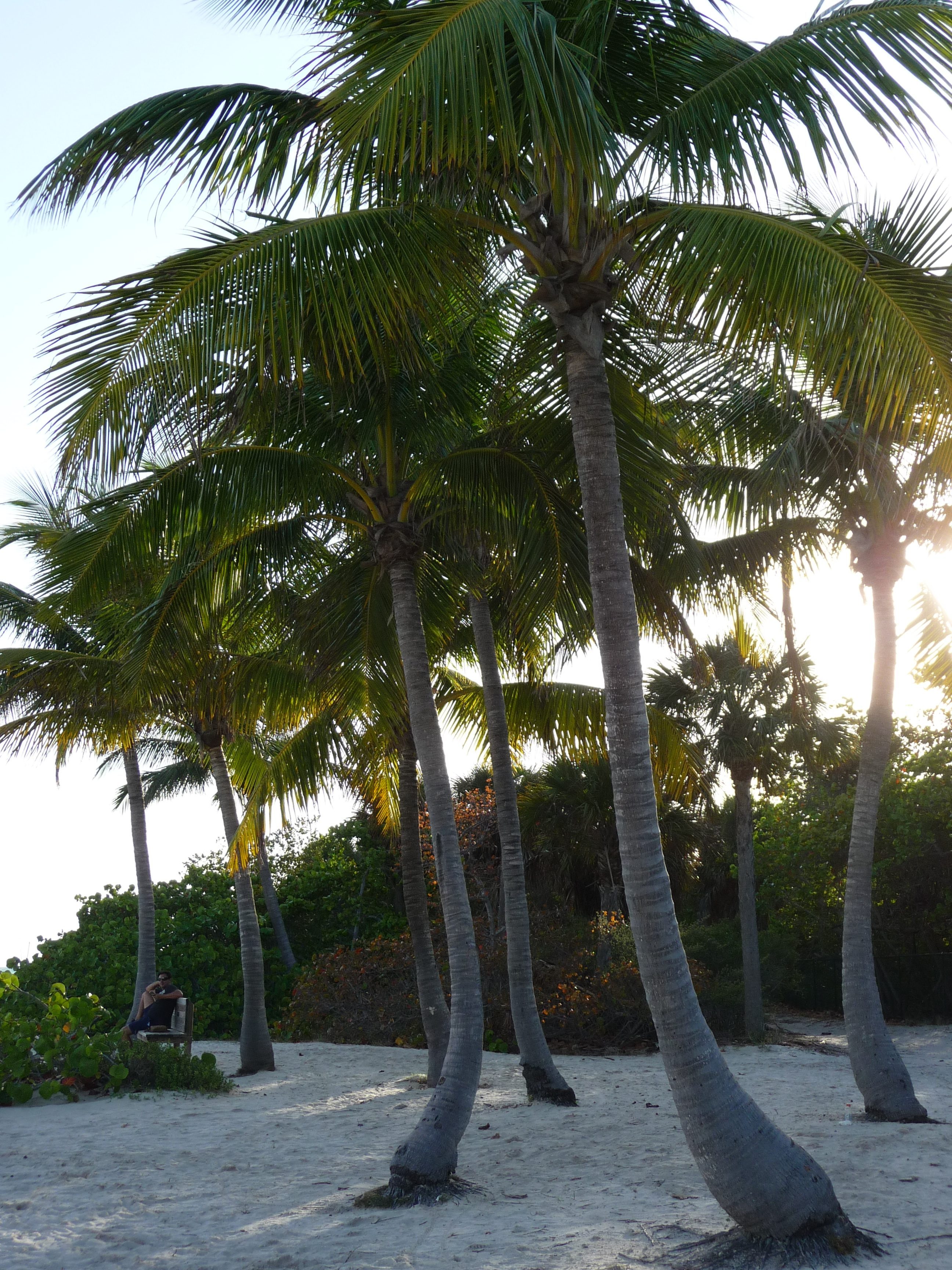 palmiers plage key biscayne