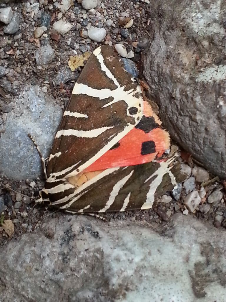 papillon rhodes grece