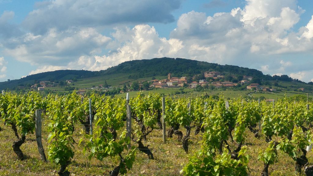 happycurio vignoble vignes beaujolais