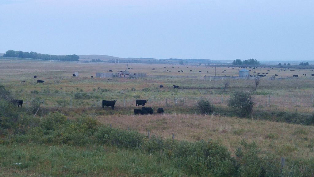 vaches noires canada