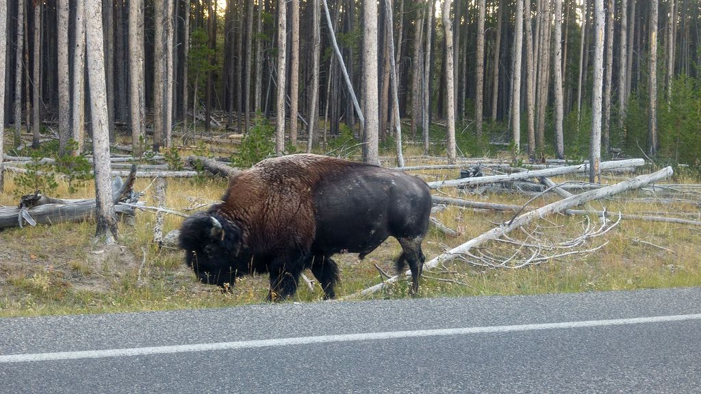 bison dans yellowstone