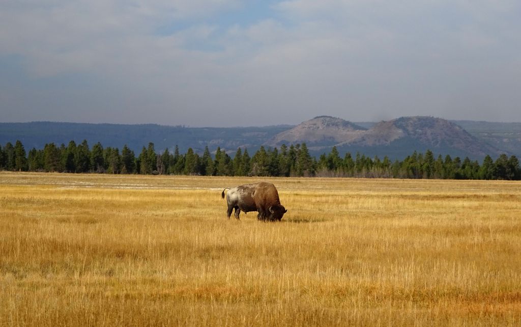 observer les bisons dans yellowstone