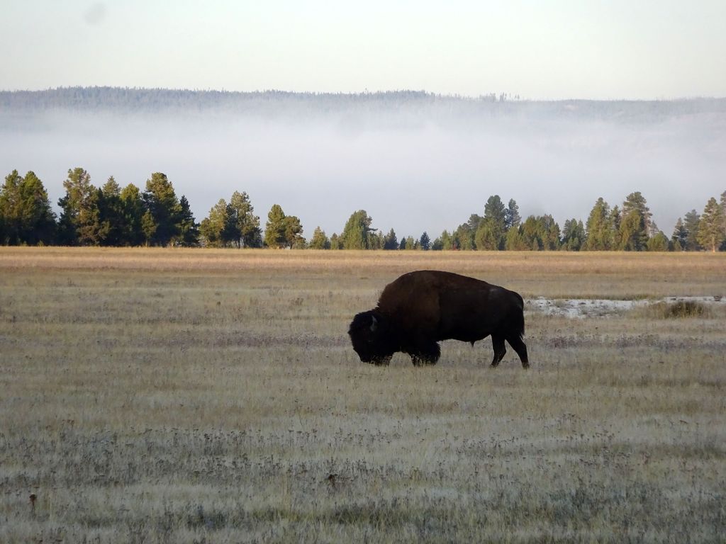 où voir les bisons à yellowstone