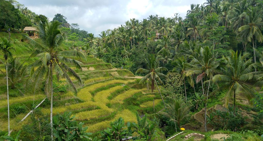 riziere en terrasse de tagallalang