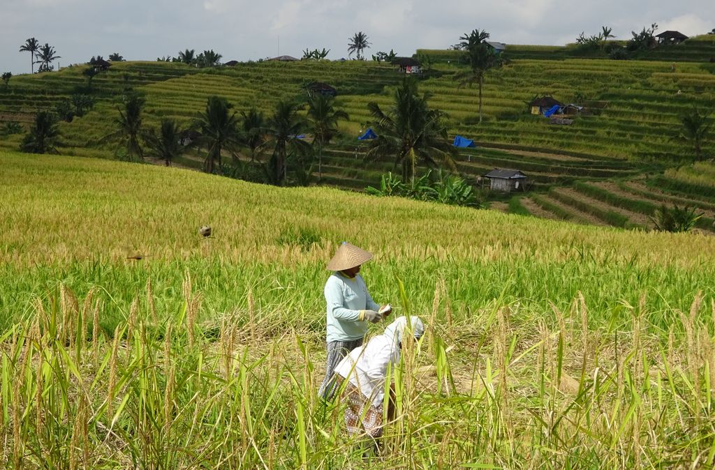 travailleurs dans la riziere de jatiluwih