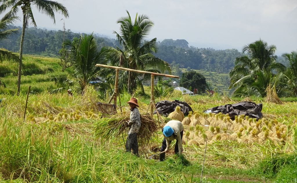 agriculteurs dans une riziere