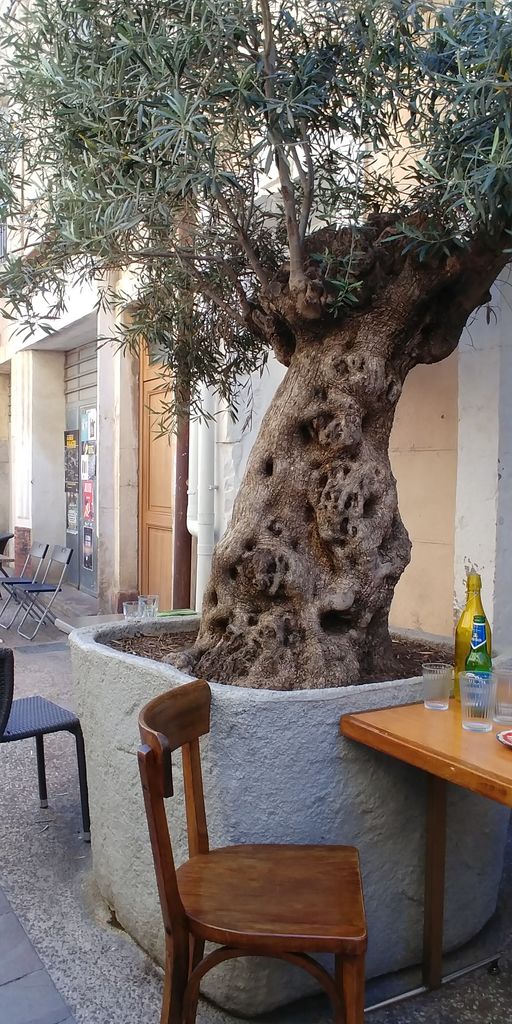 terrasse de fritto sous l'olivier