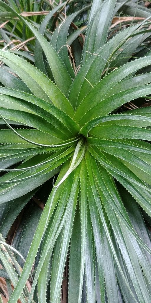 aloe vera