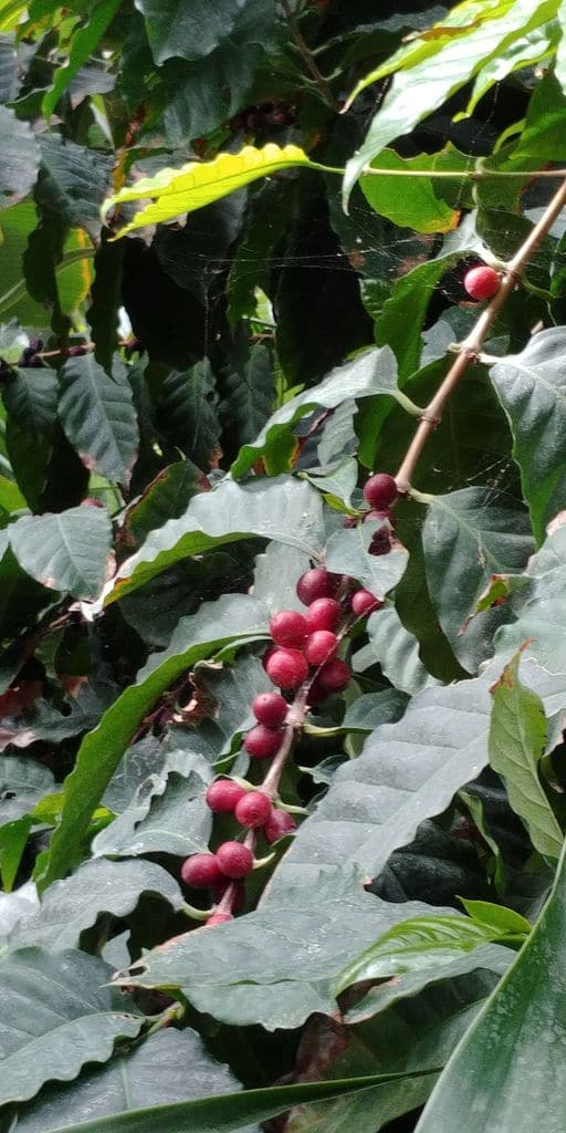 grains de café sur le cafeier