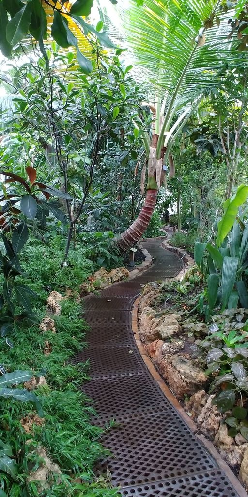 chemin dans la serre des pandanus