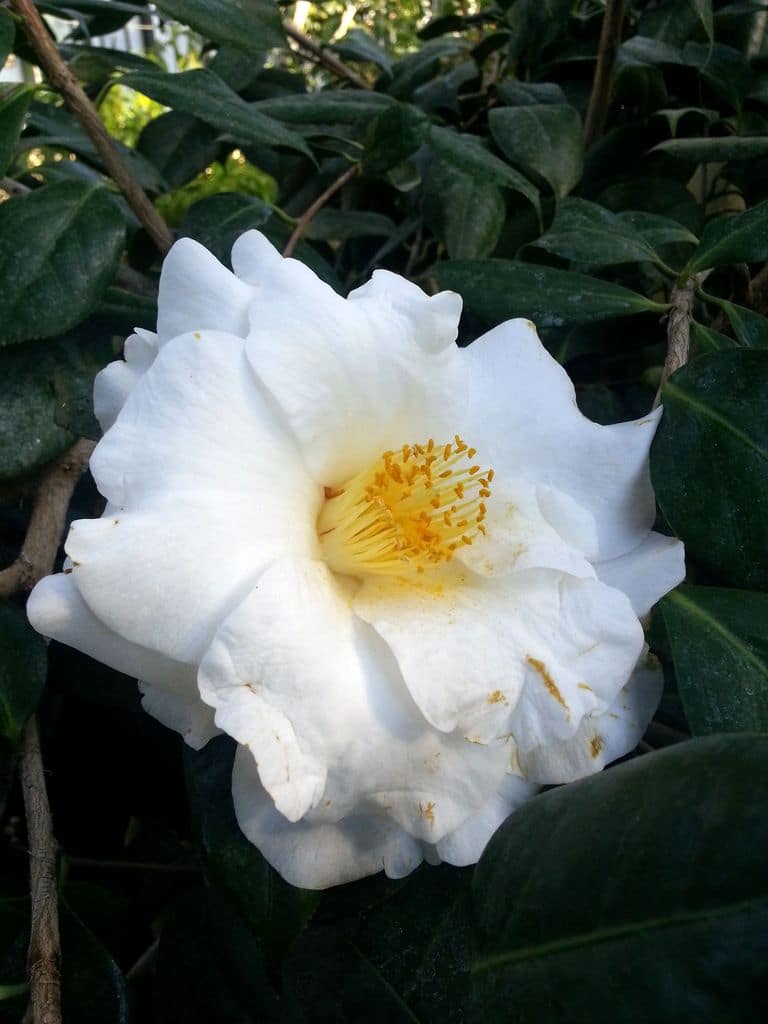 camelia blanc