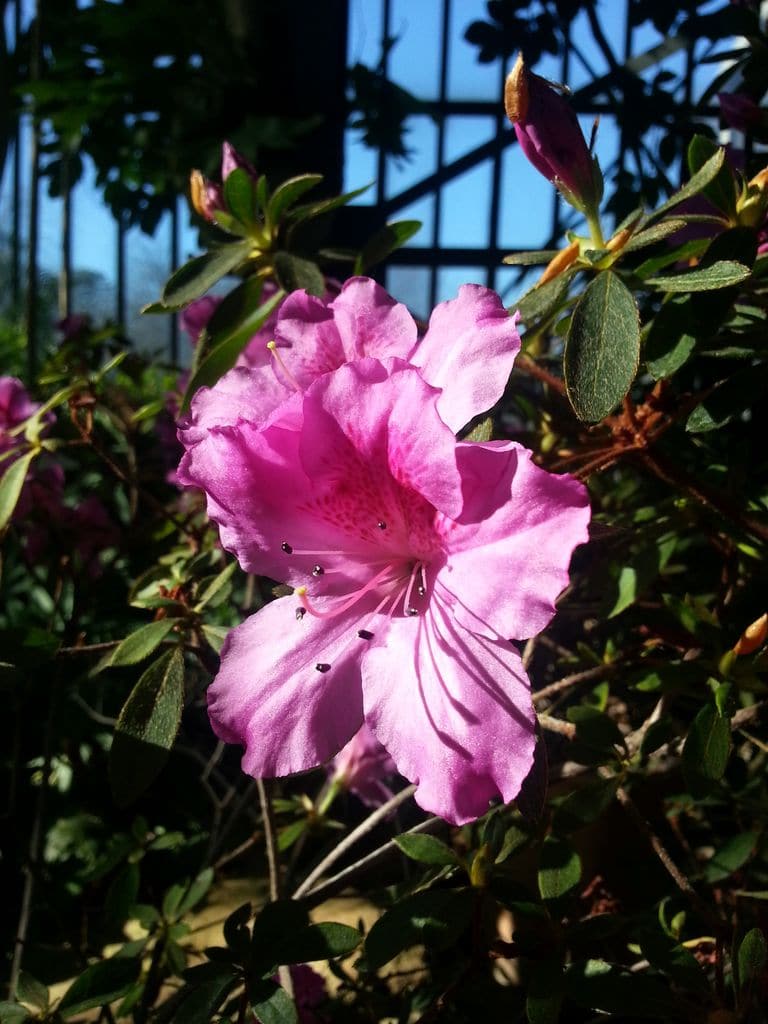 serre aux camelias