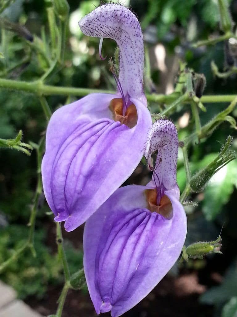 fleur violette