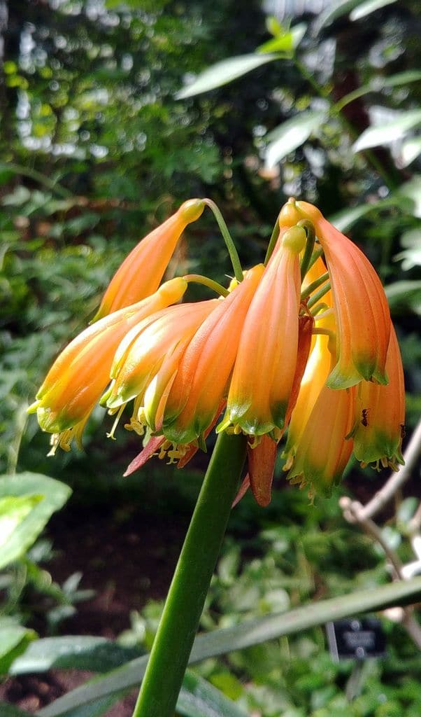 fleurs d'amarylis jaune