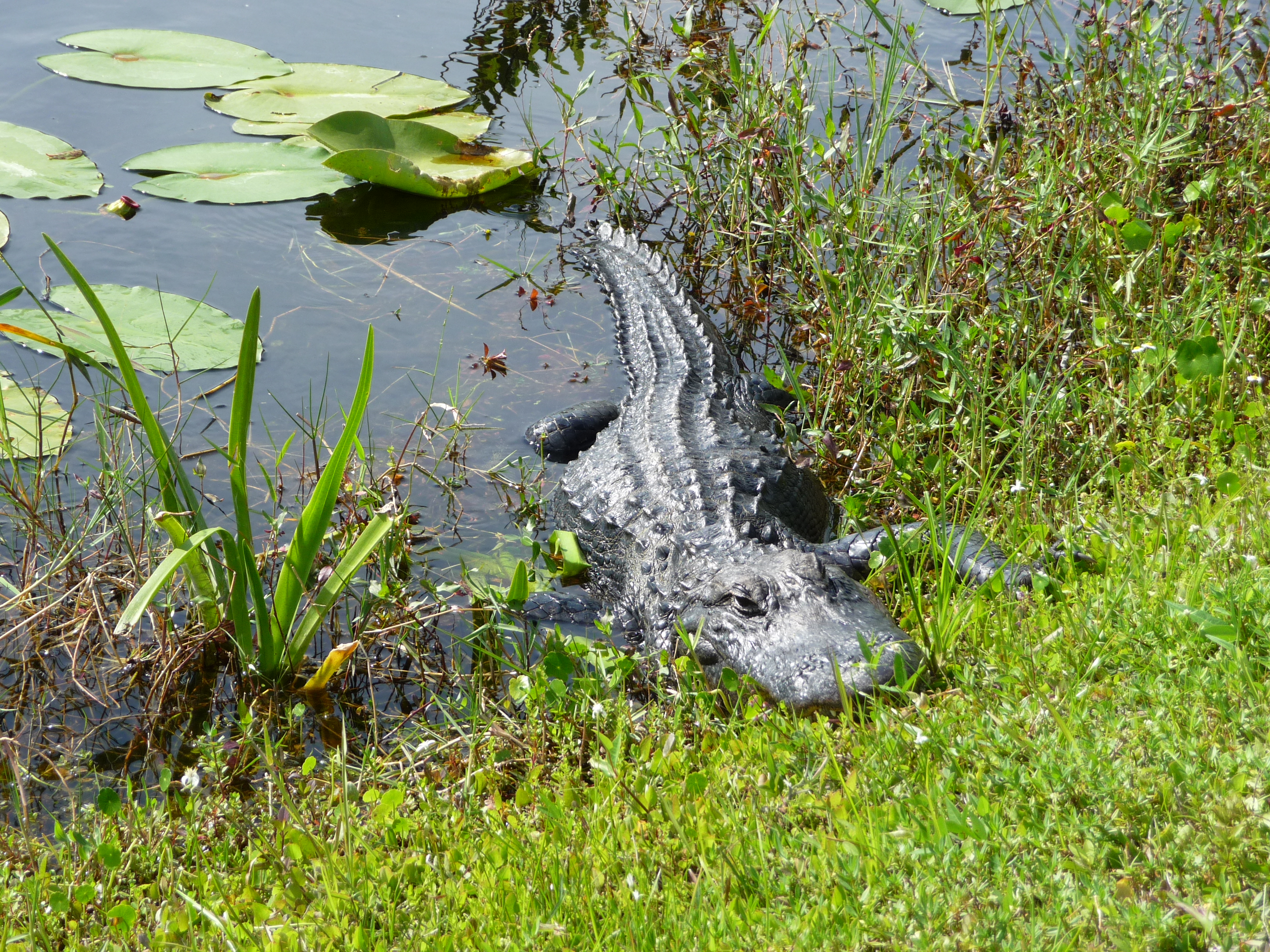 alligator florida everglades shark valley trail