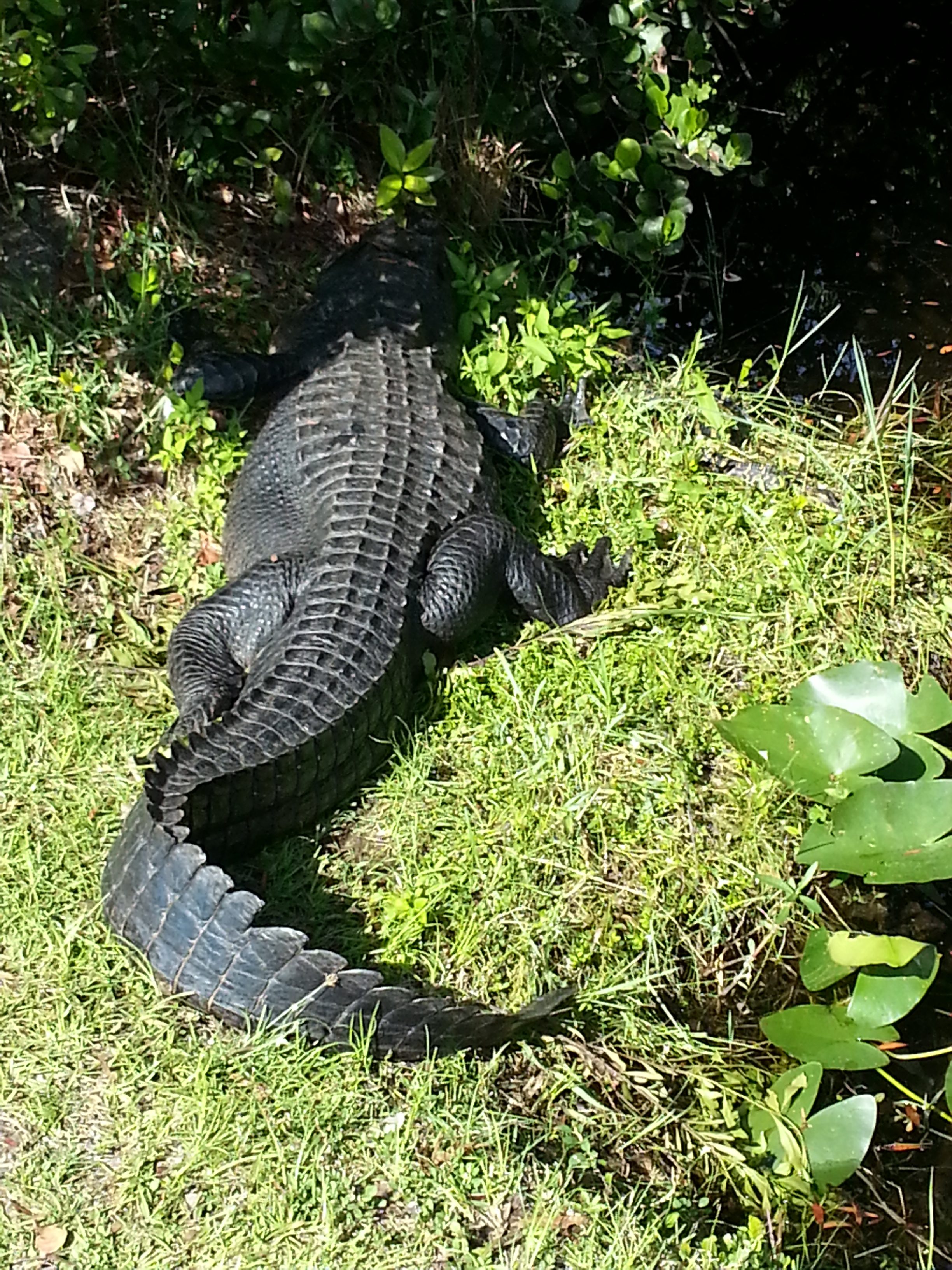 alligator shark valley