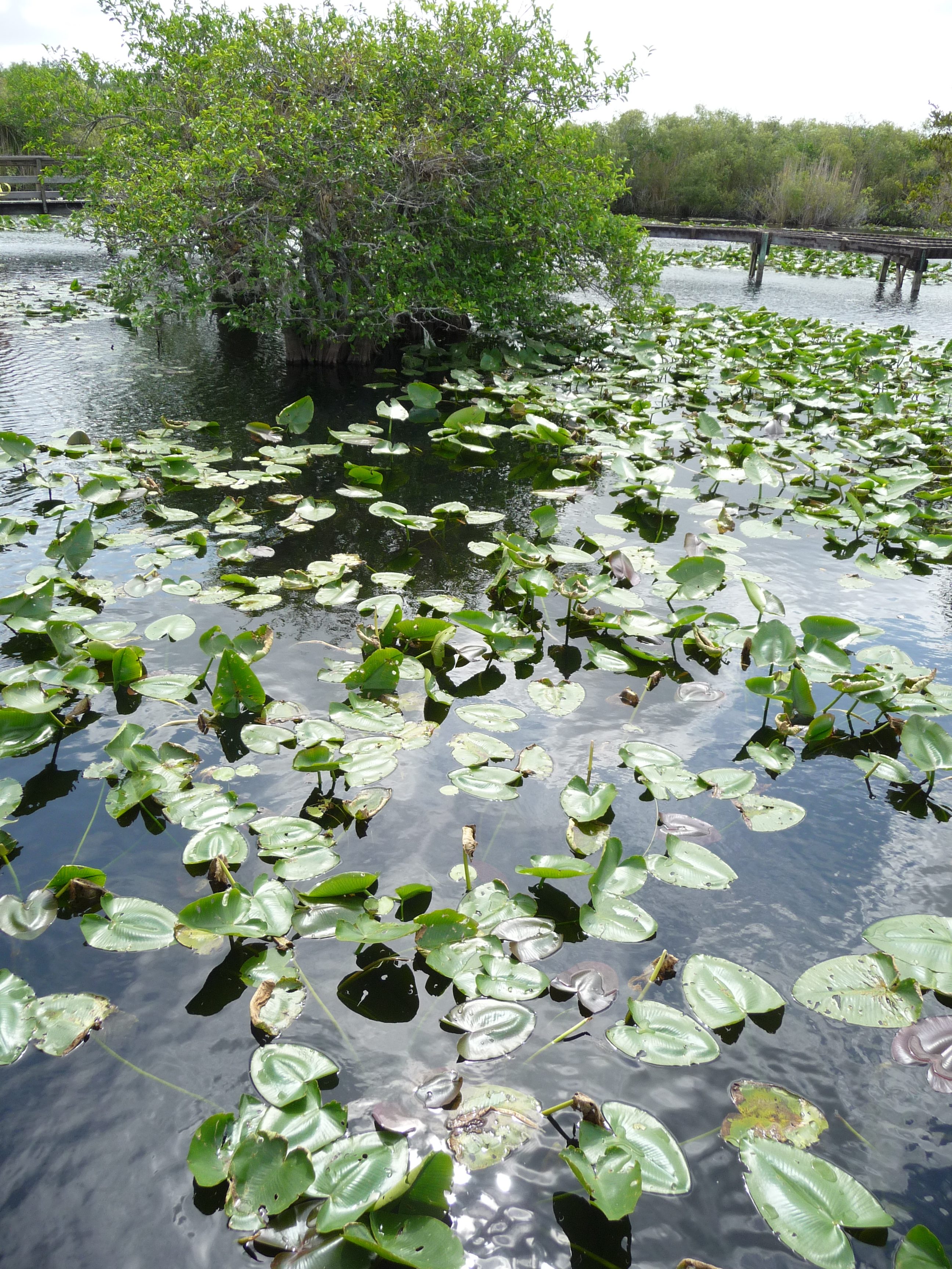 anhinga trail marecages