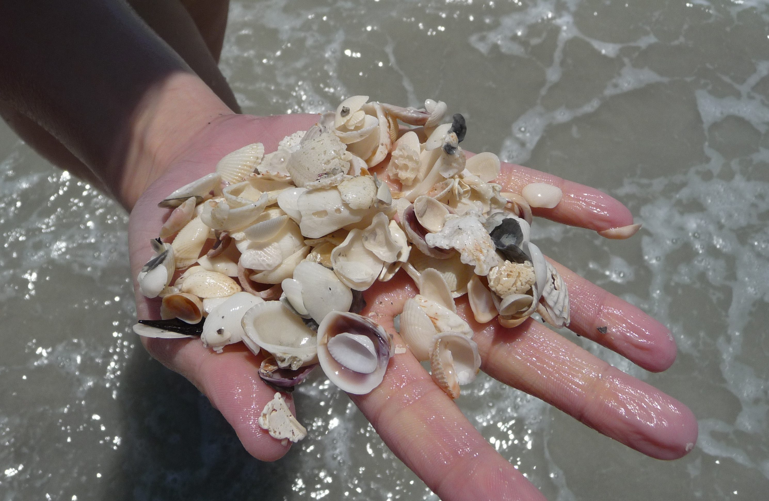 coquillages sanibel island sea shells florida