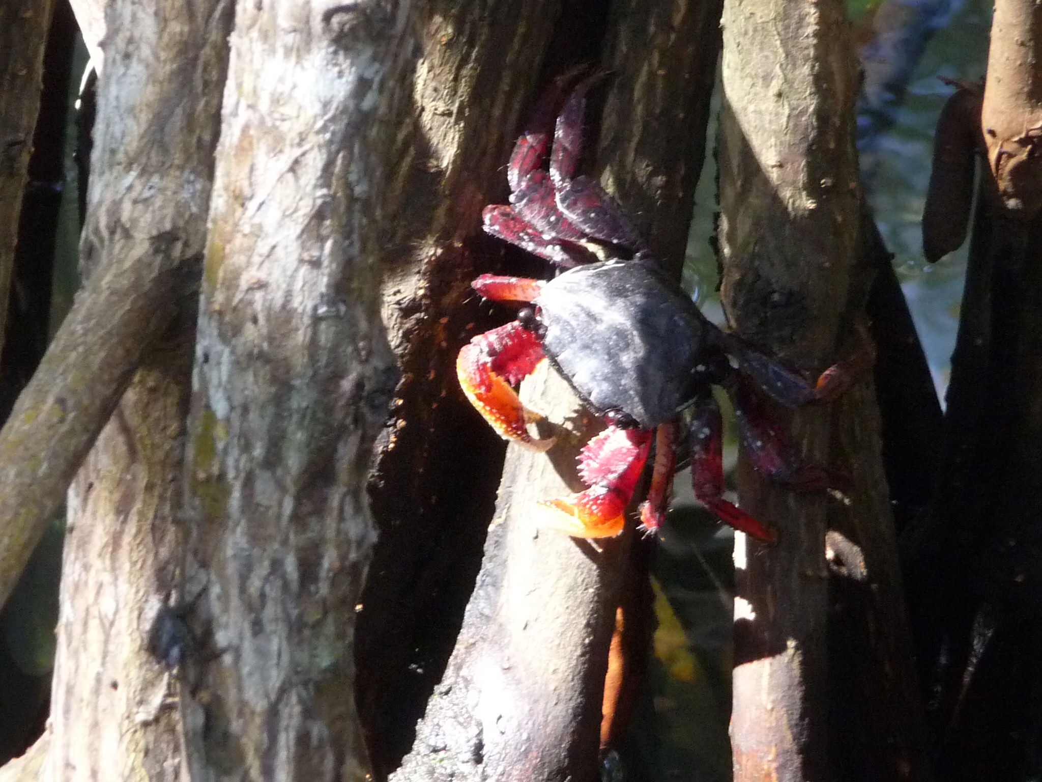 crabe rouge vizcaya miami