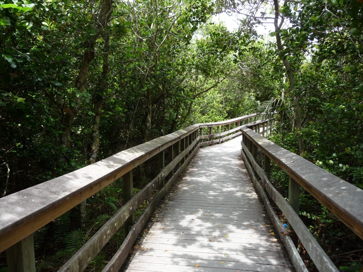 everglades anhinga trail floride