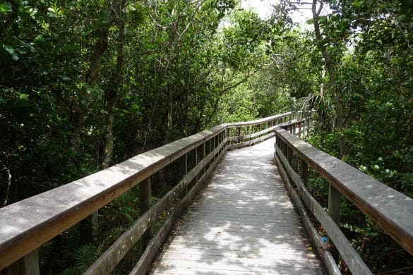 everglades anhinga trail floride