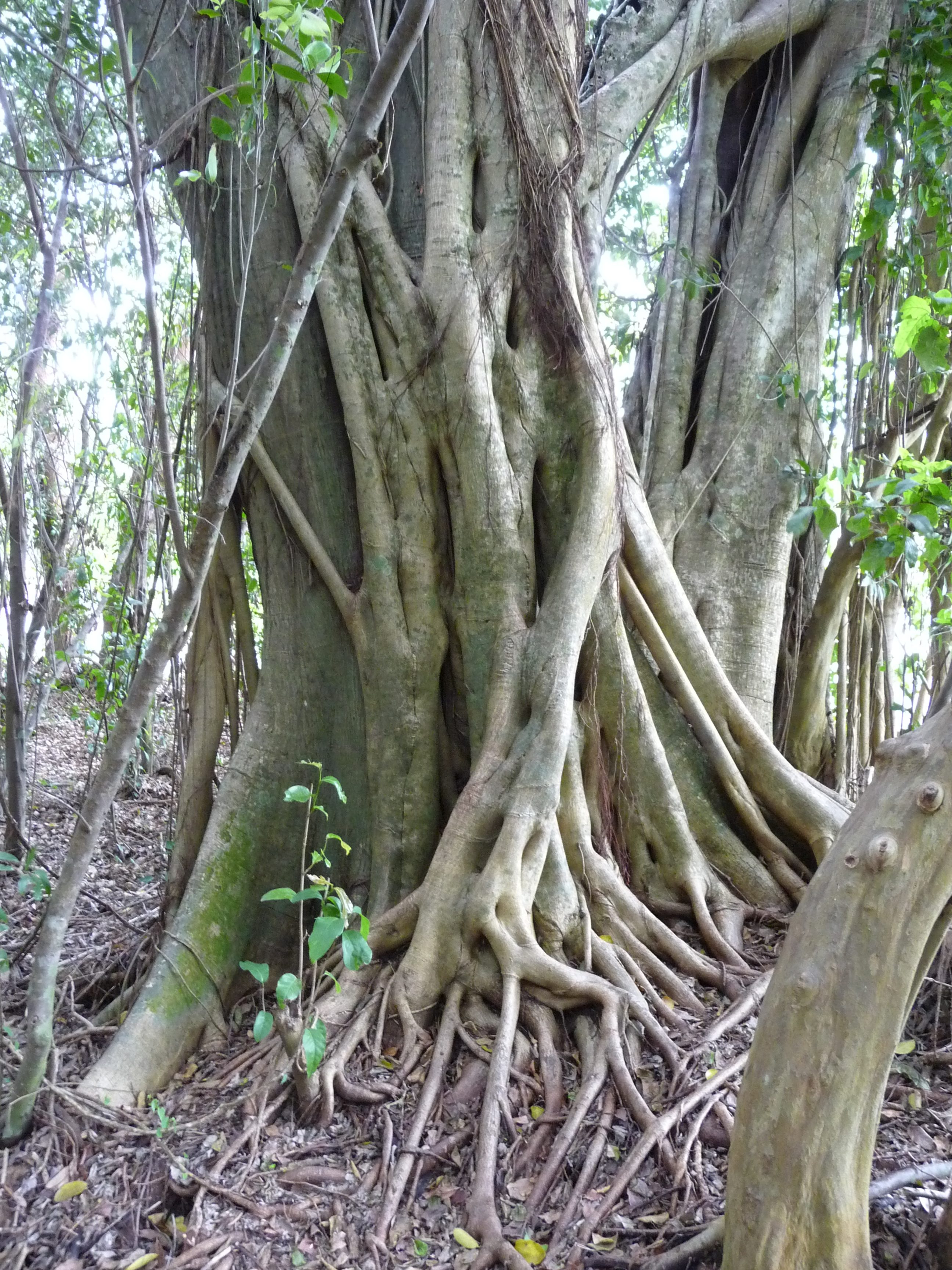 everglades forest