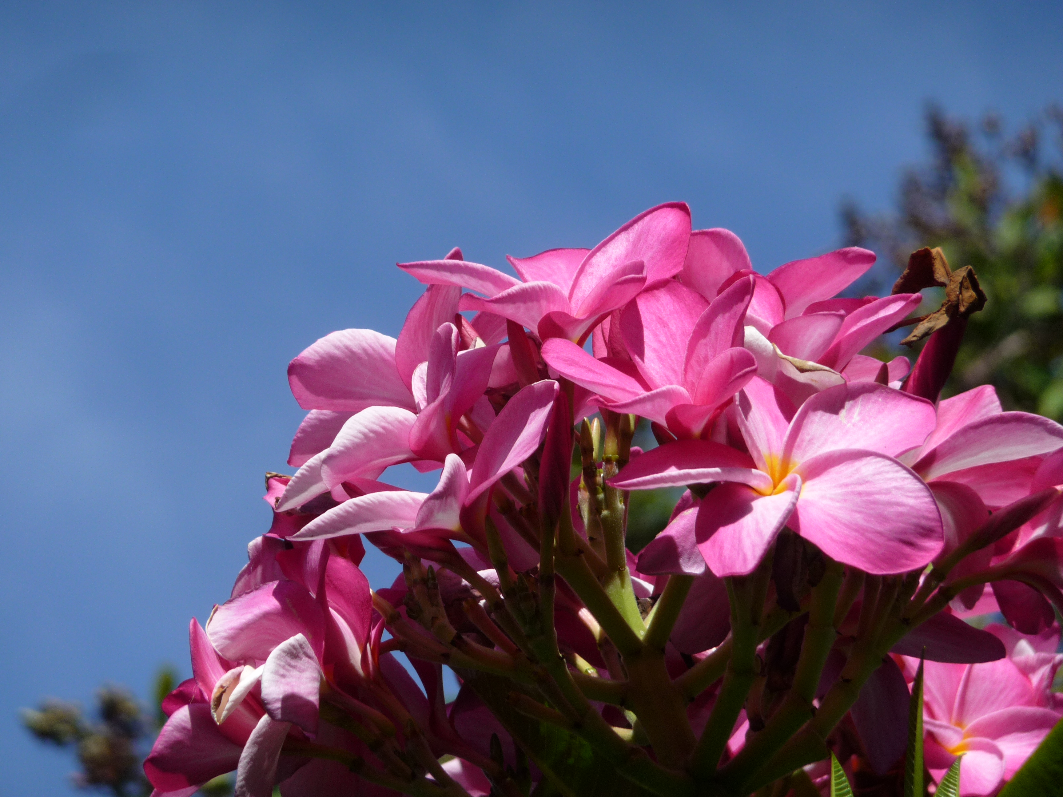 fleurs coconut grove miami vizcaya museum