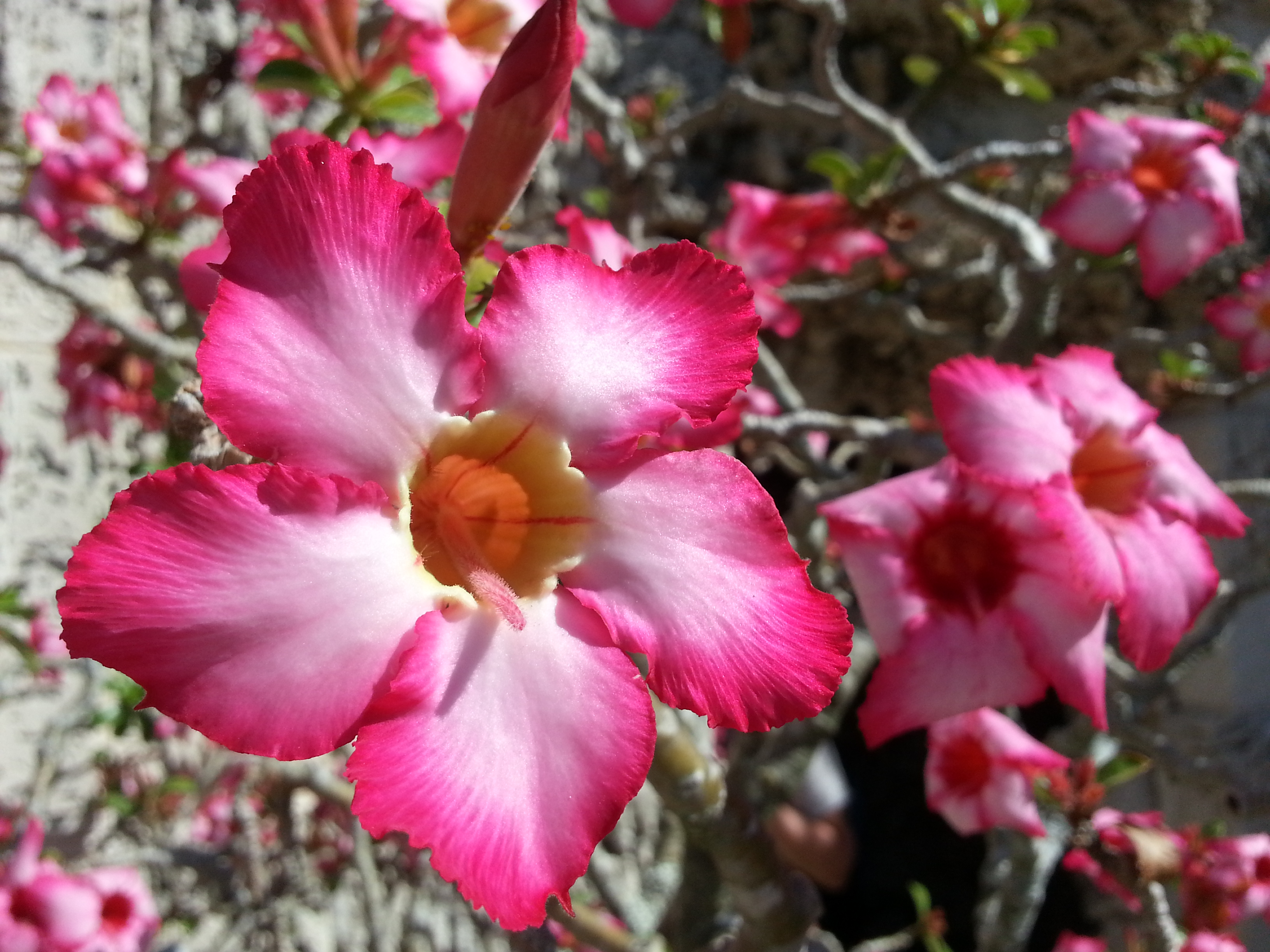 fleurs jardins vizcaya miami coconut grove