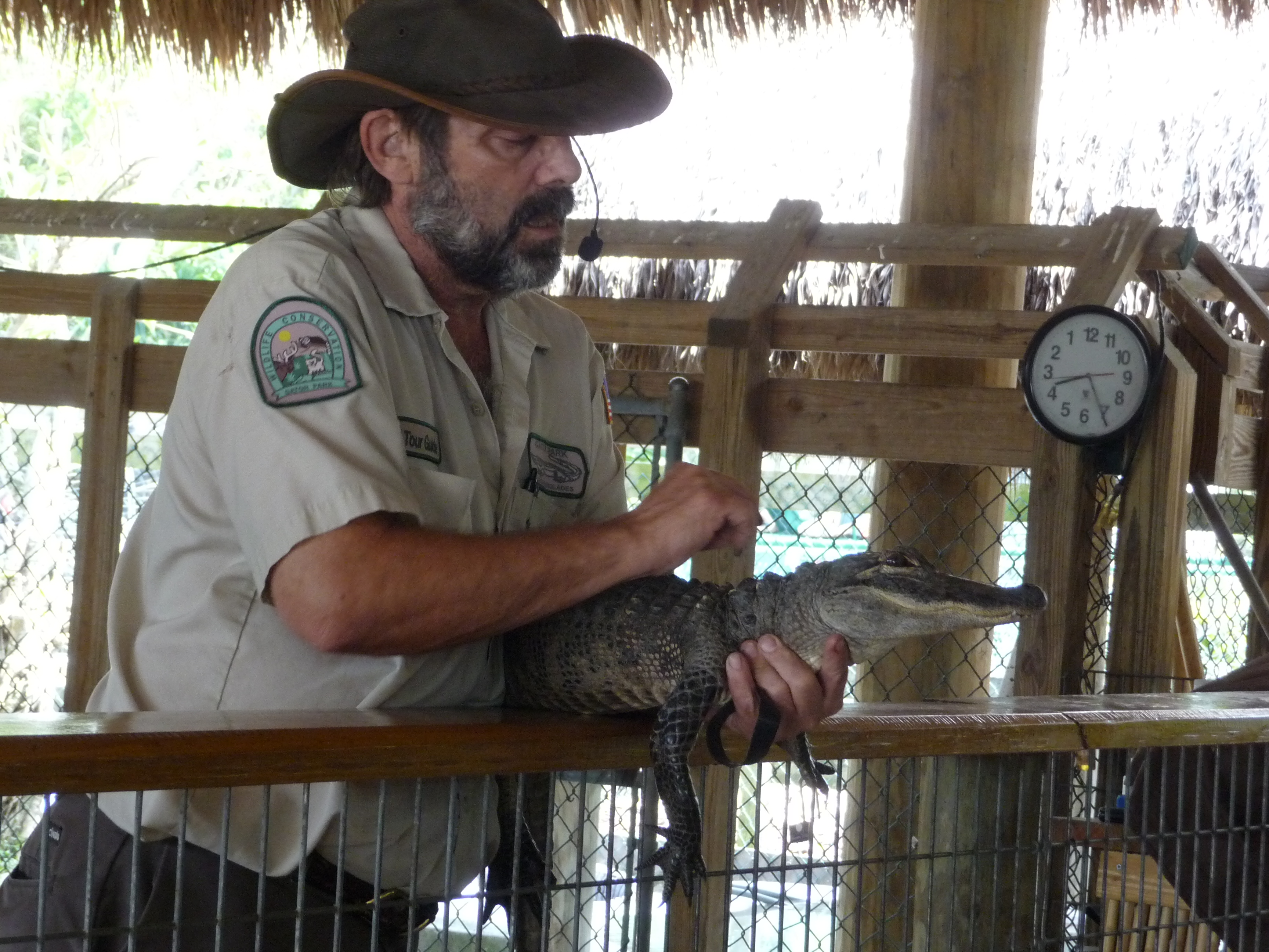 gator show gator park everglades florida