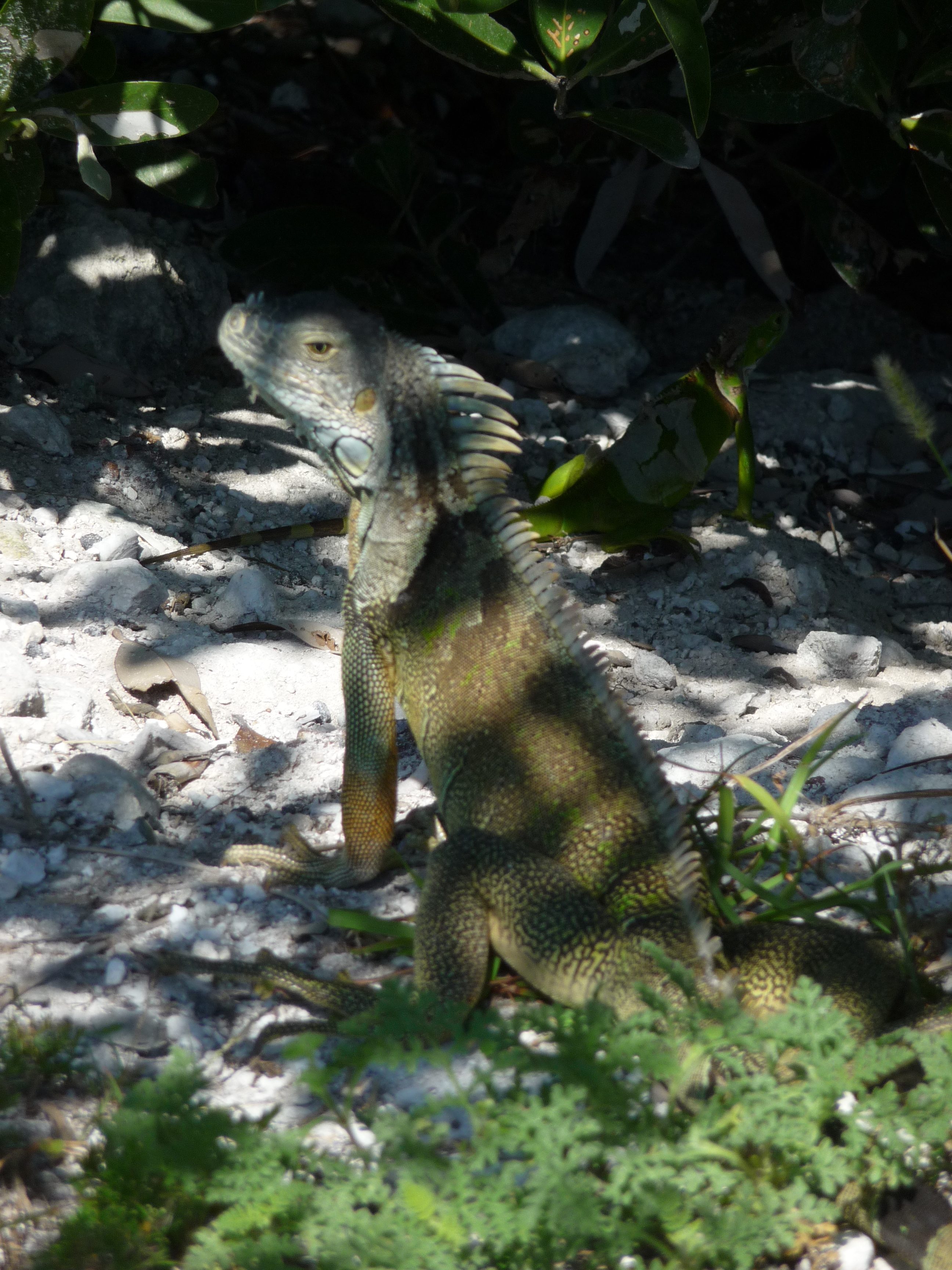 iguane islamorada keys floride