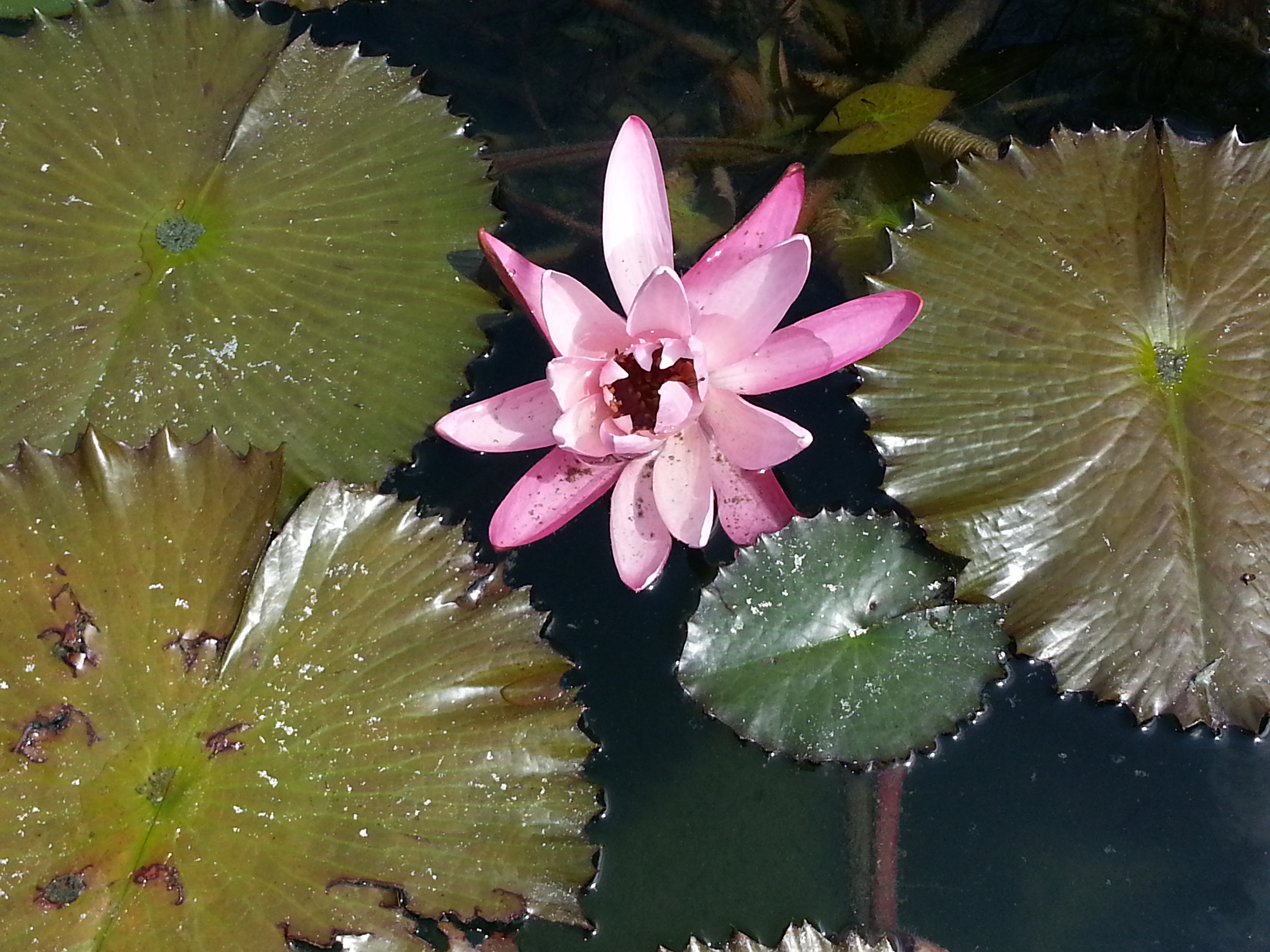 lotus bethesda by the sea church palm beach