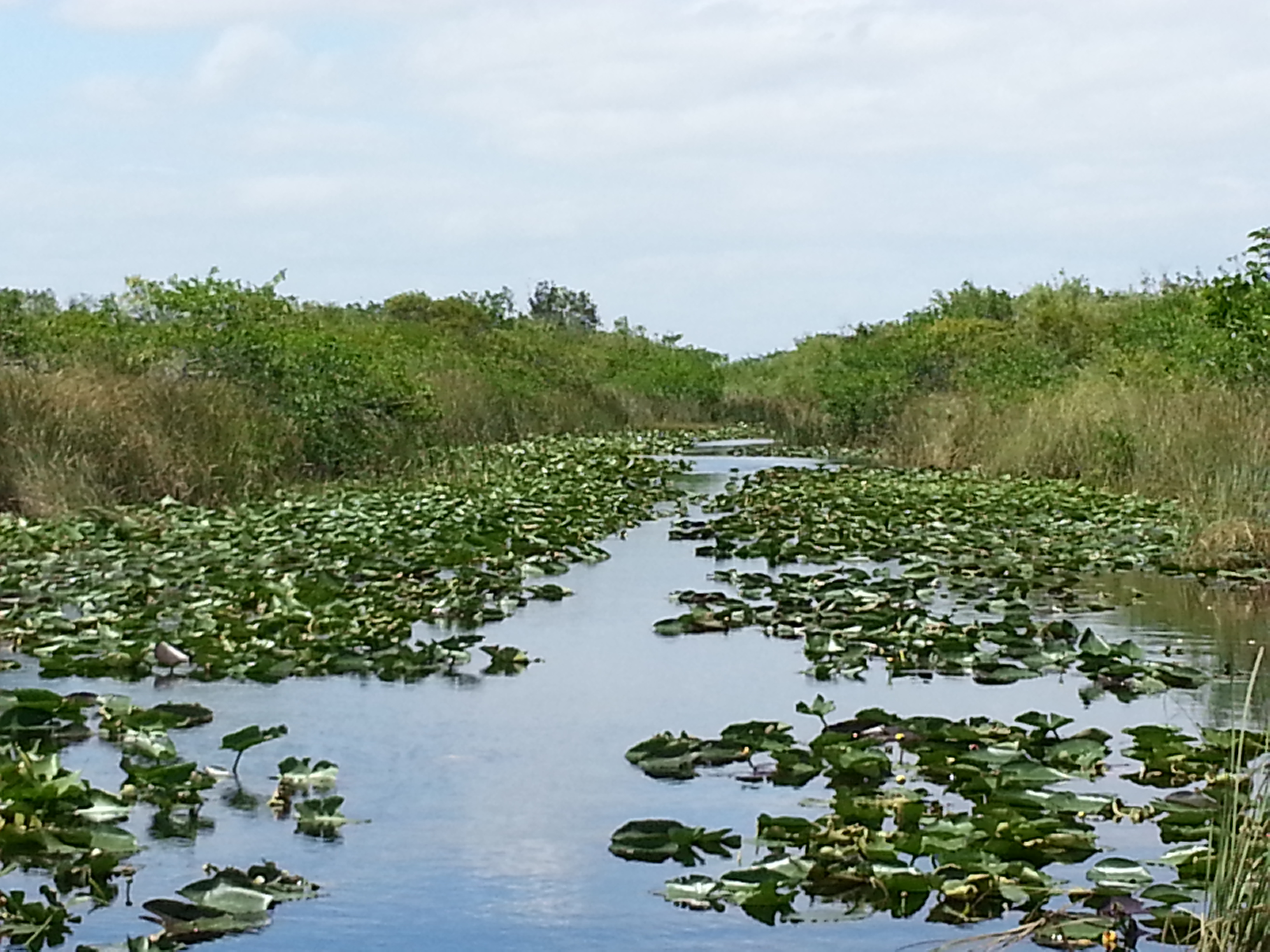 marecages sawgrass everglades floride