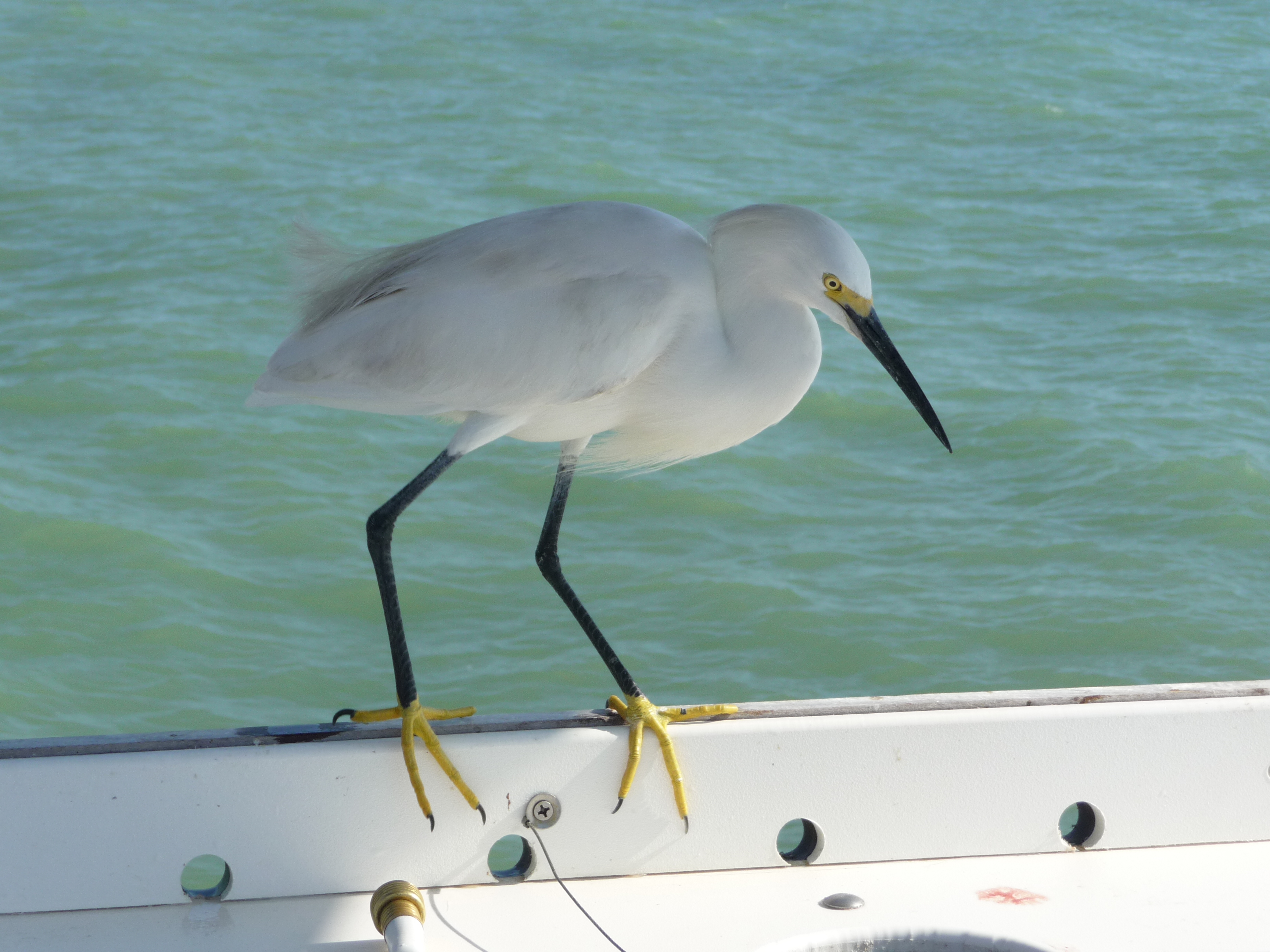 naples pier floride