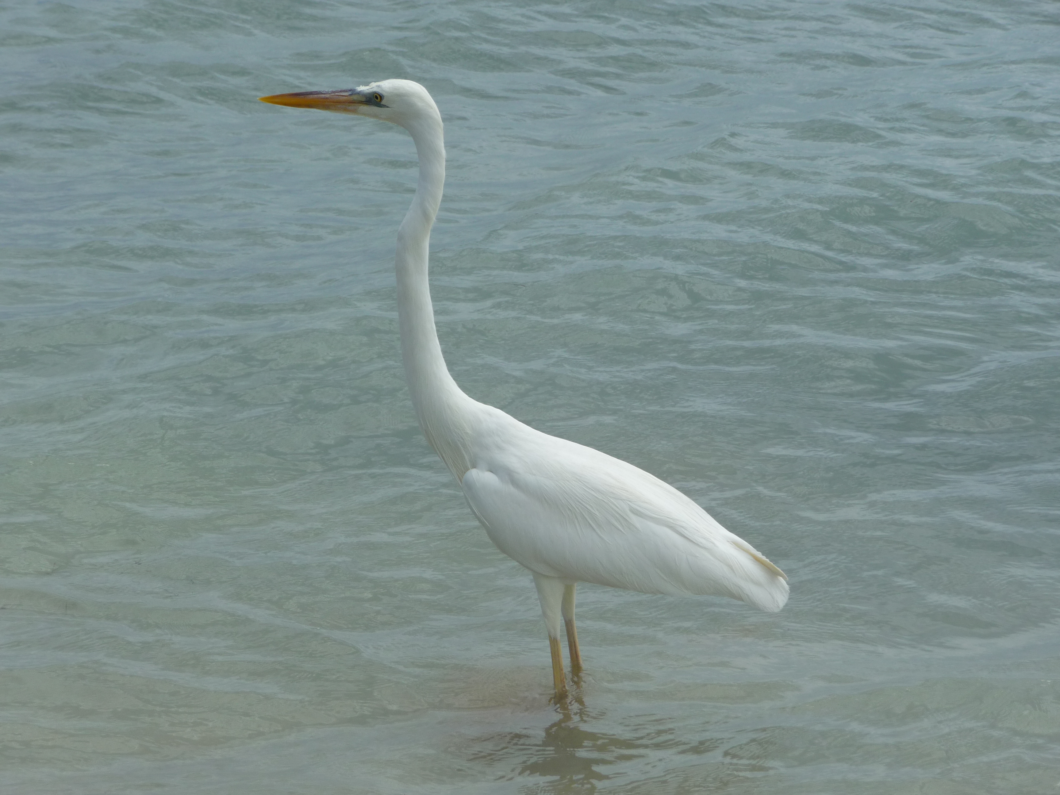 oiseau sombrero beach keys