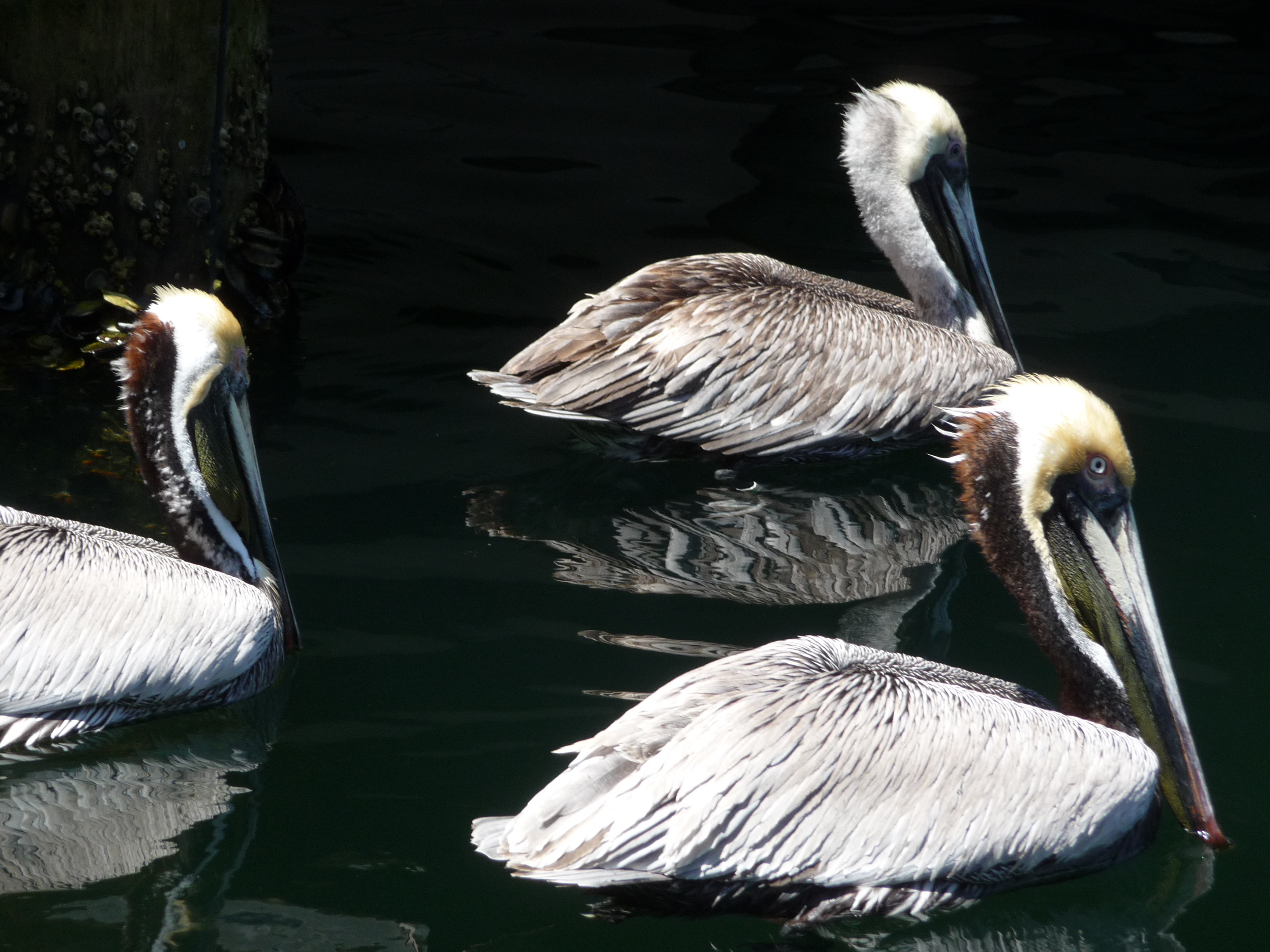 pelicans key largo snorkeling