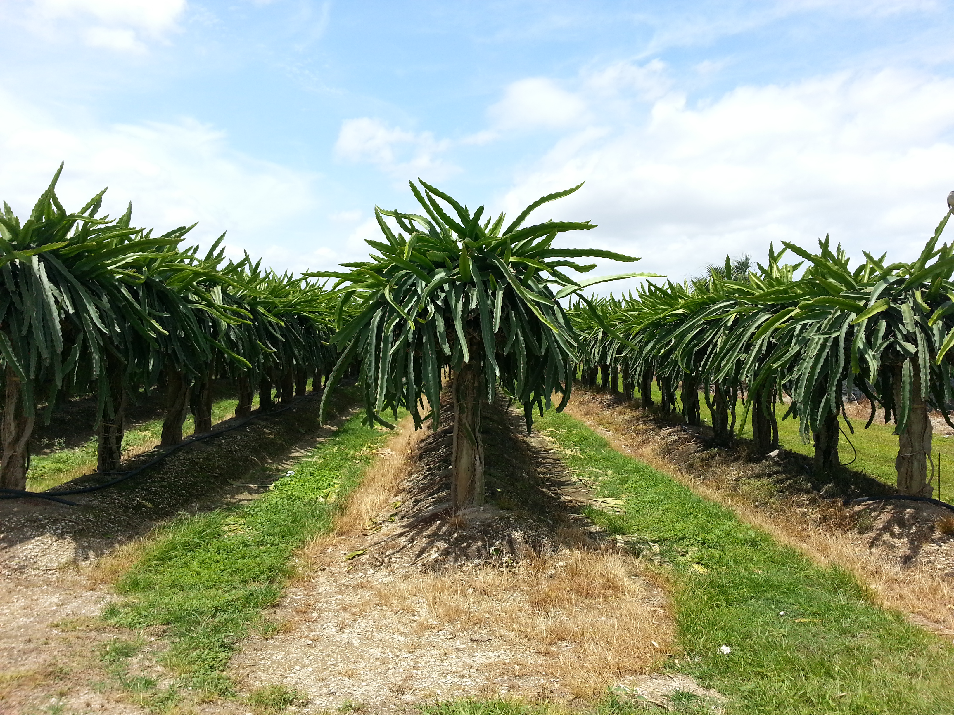 plantatations cactus floride everglades