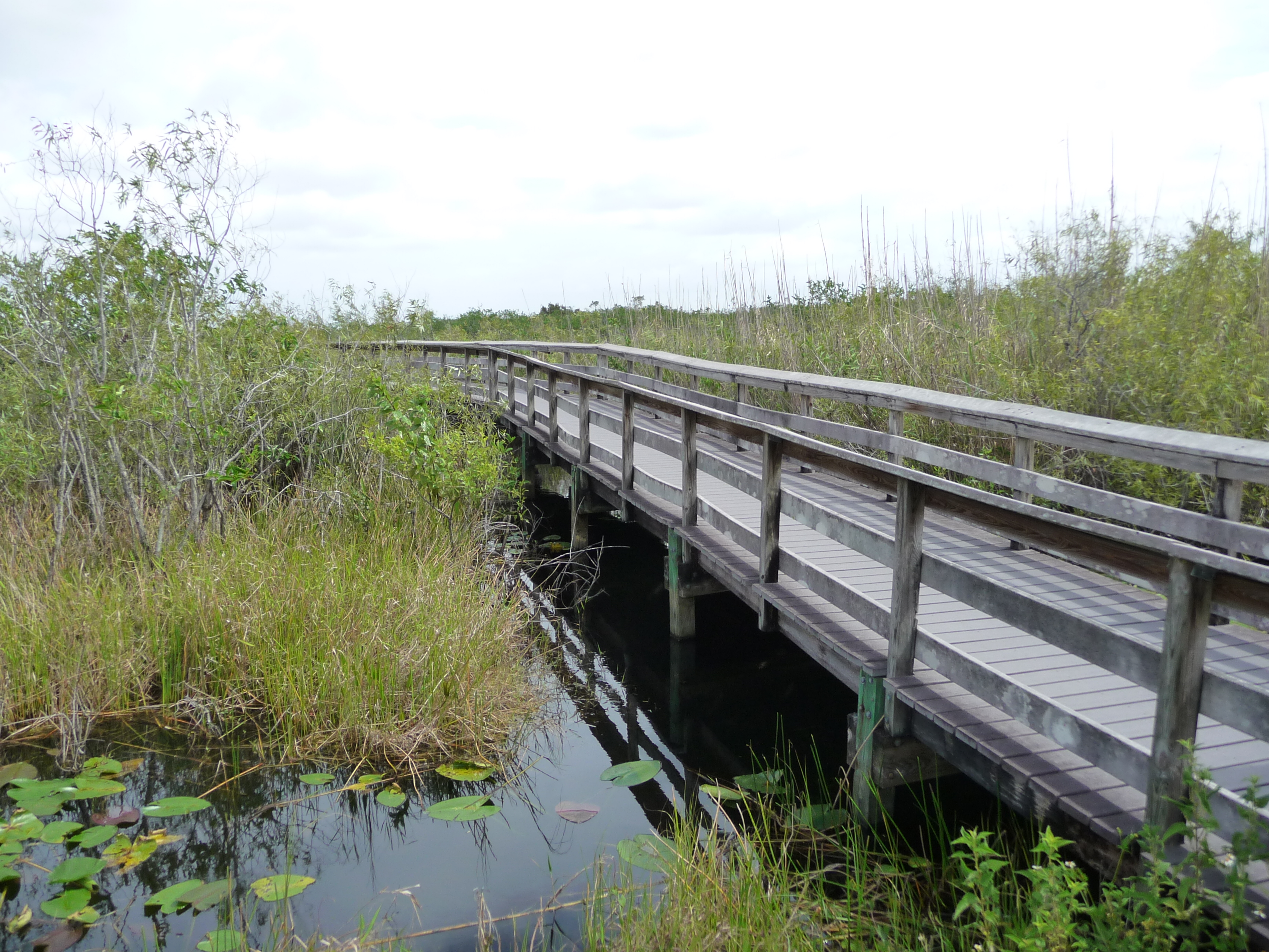 ponton anhinga trail everglades