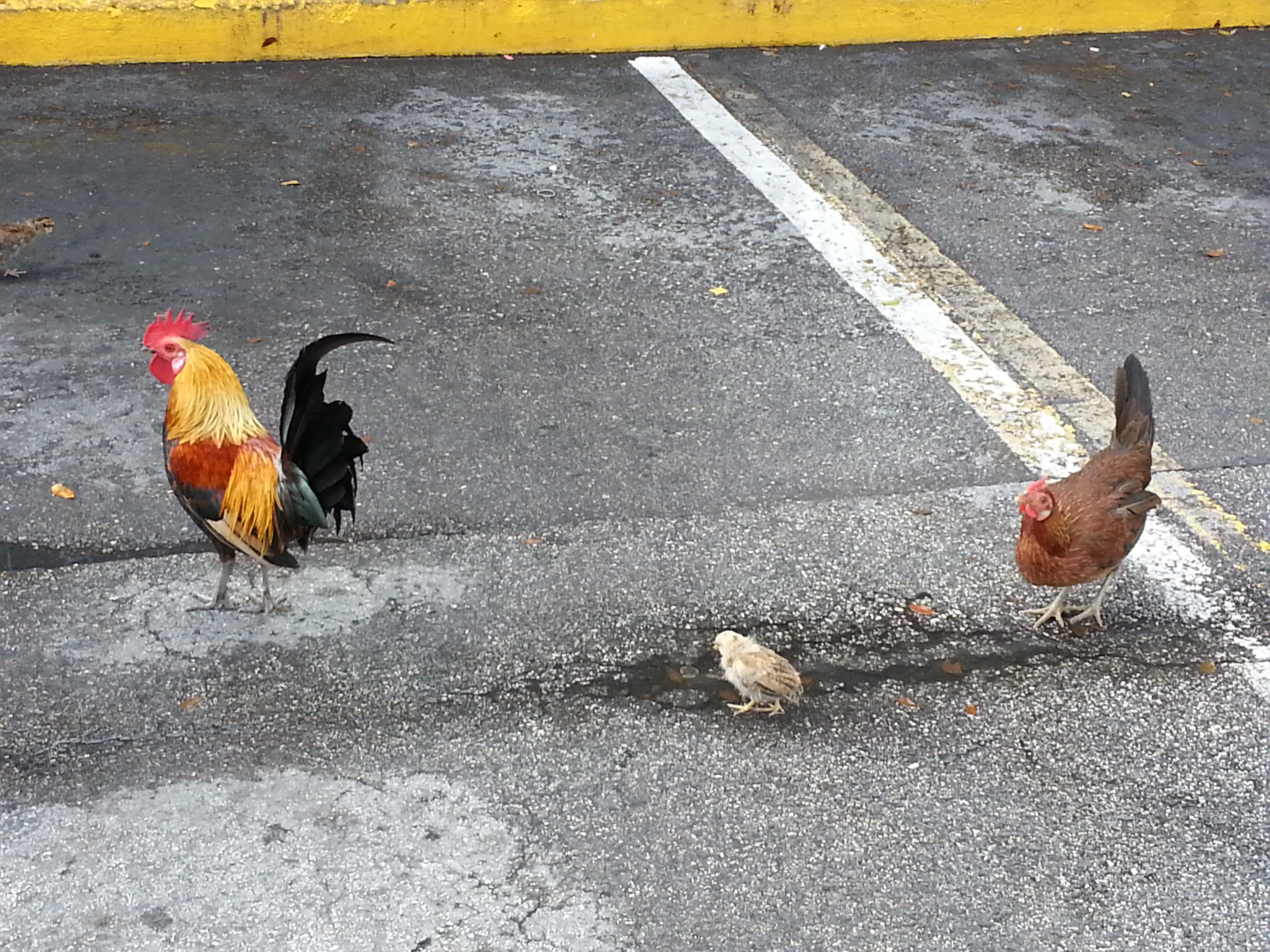 poules et coq key west