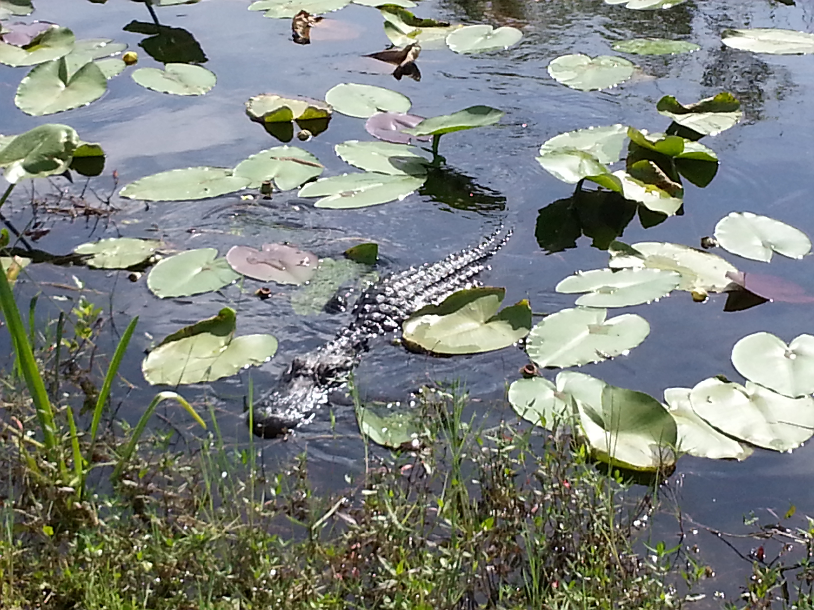 shark valley everglades alligator