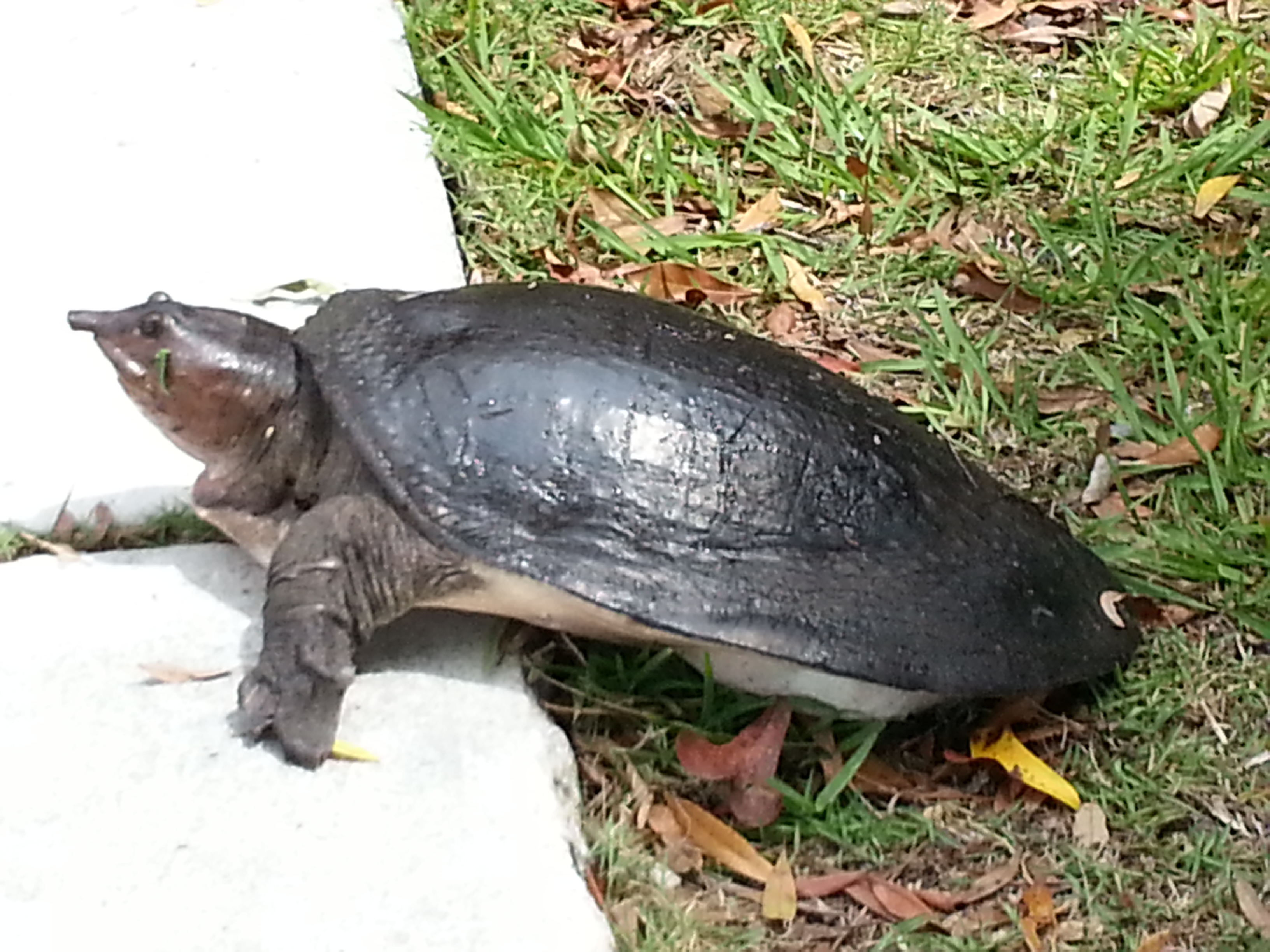 tortue carapasse molle everglades floride