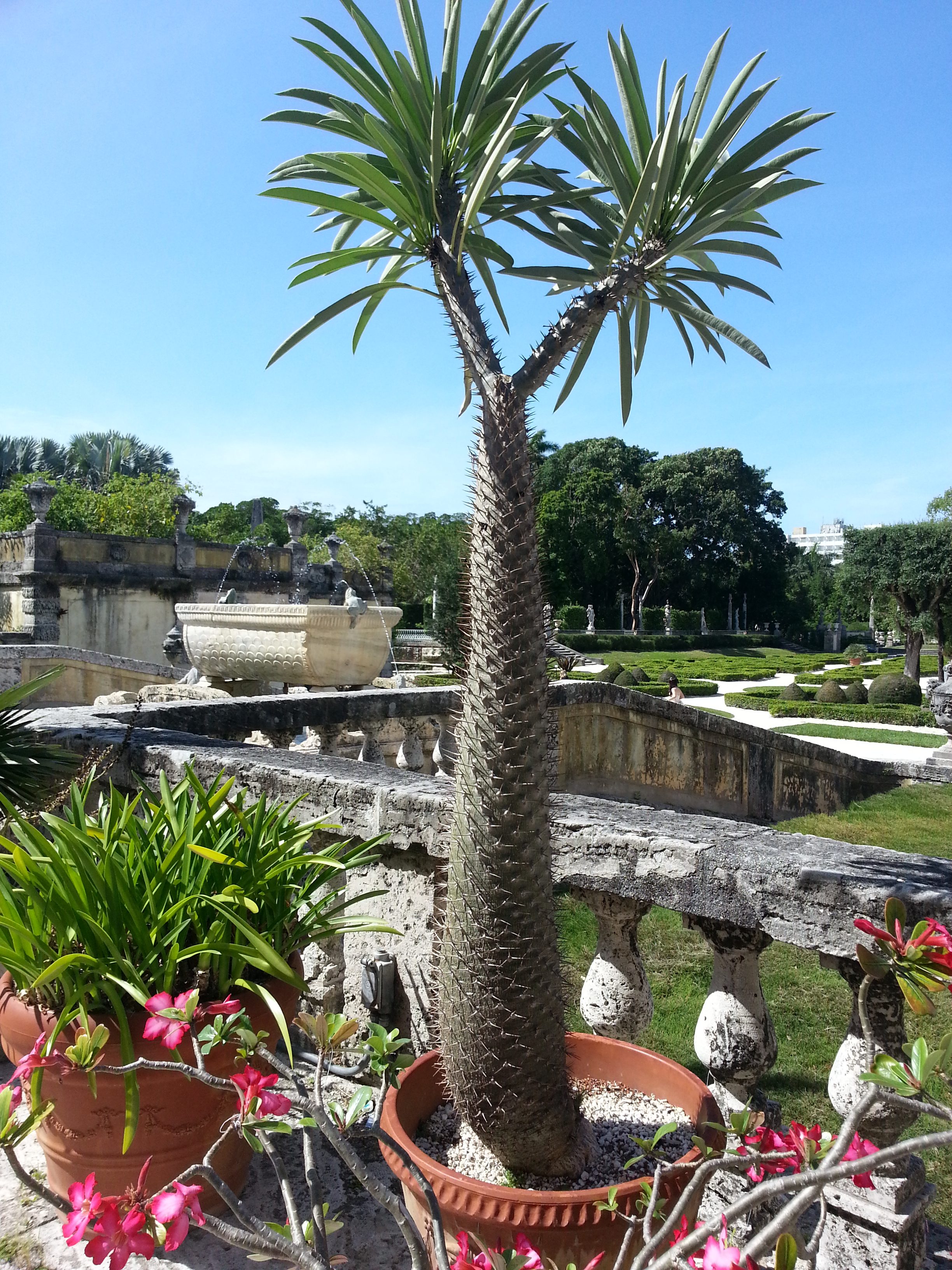 vizcaya miami jardin