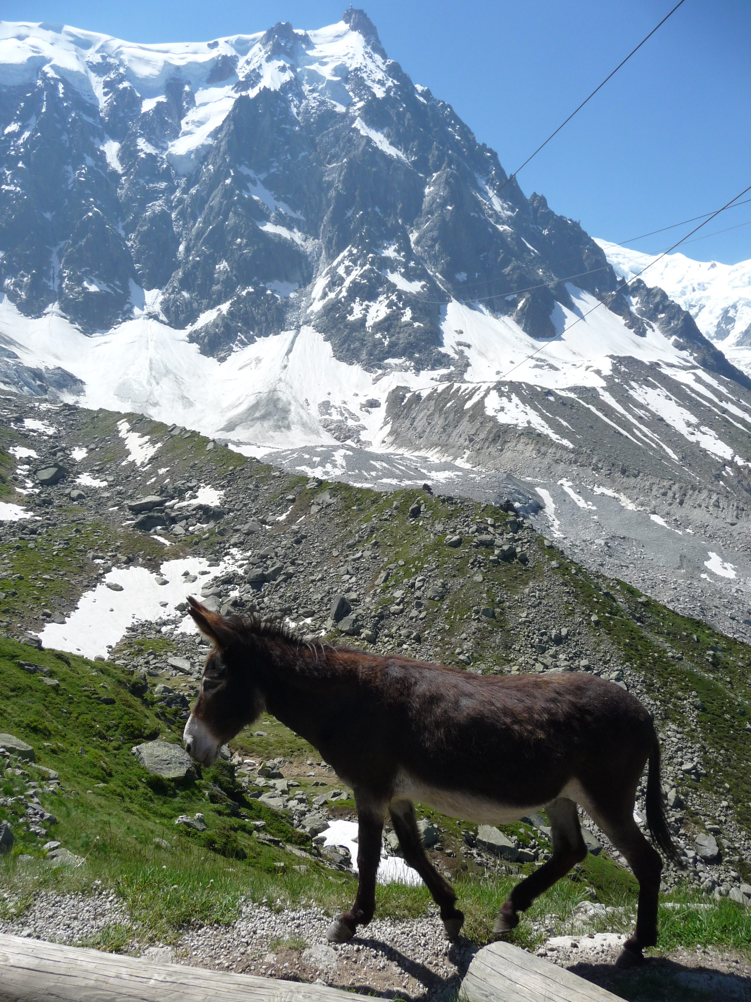 ane mont blanc plan de l'aiguille