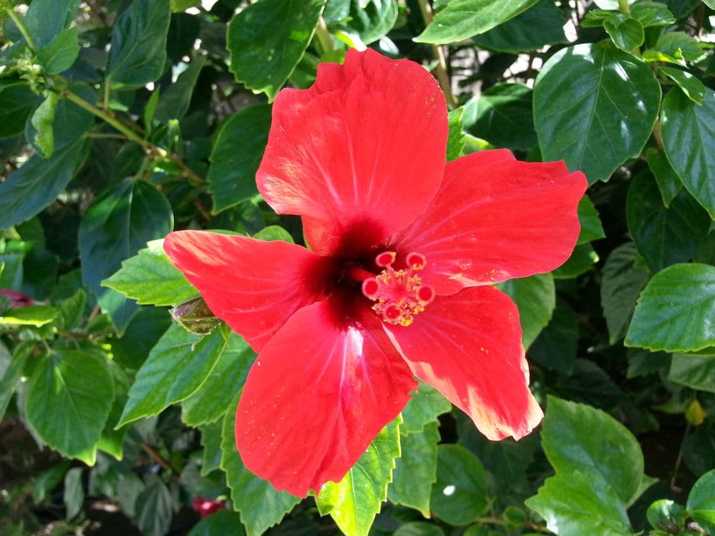 fleur-hibiscus-rhodes