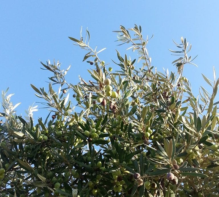 olives-grece