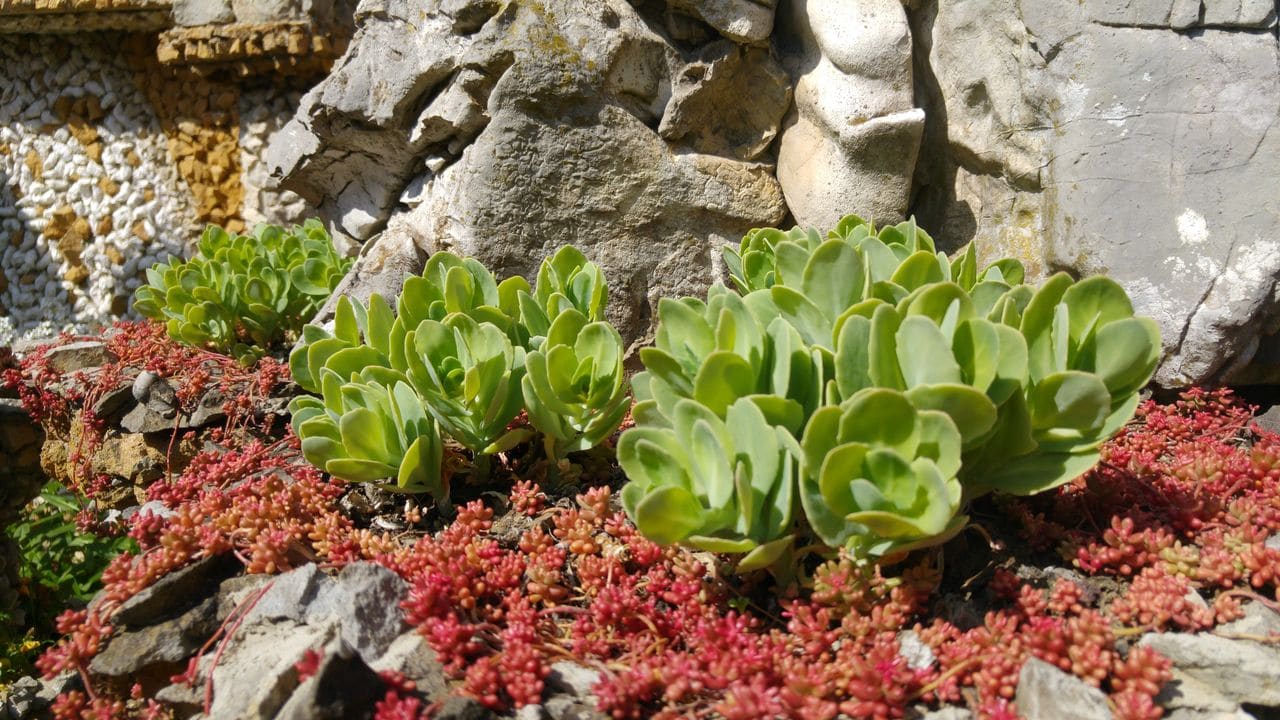 jardin rosa mir vegetal mineral coquillage