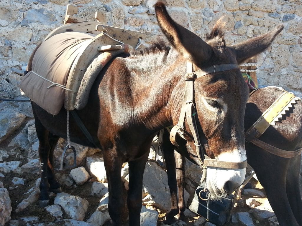 lindos ânes