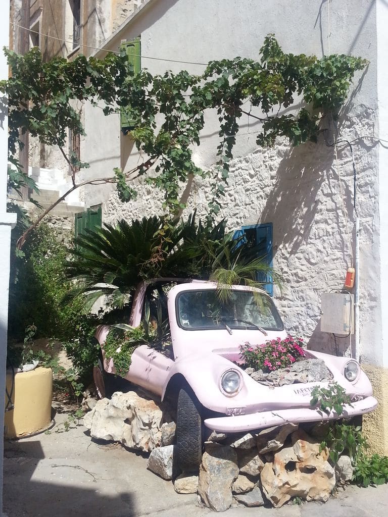 symi plantes coccinelle