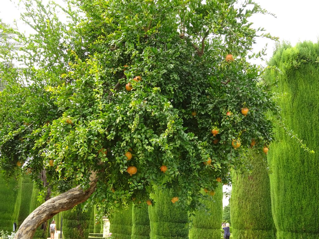 grenadier jardin cordoue espagne