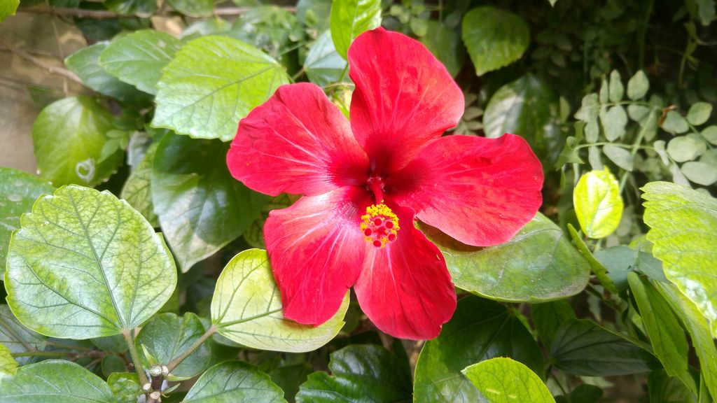 real alcazar jardins hibiscus seville